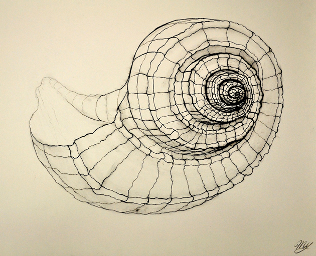 cross contour drawing of a shell